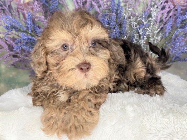 Shihpoo-DOG-Female-Chocolate Merle-2106-Petland Lancaster, Ohio