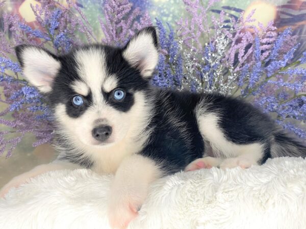 Pomsky DOG Male Black / White 2107 Petland Lancaster, Ohio