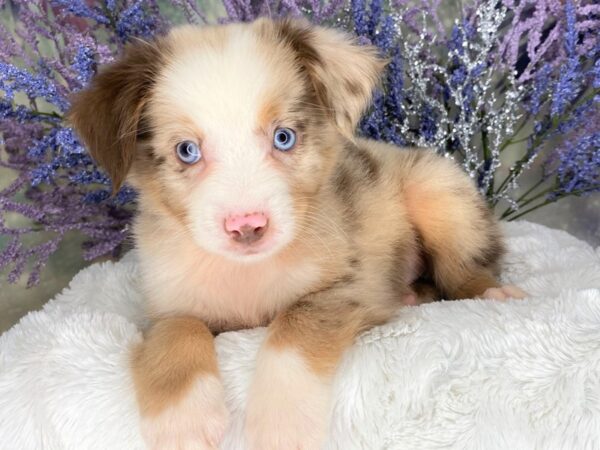 Miniature Australian Shepherd-DOG-Male-Red Merle / White-2102-Petland Lancaster, Ohio