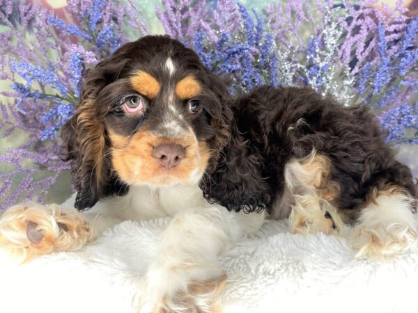 Cocker Spaniel-DOG-Male-Chocolate White Tan-2103-Petland Lancaster, Ohio