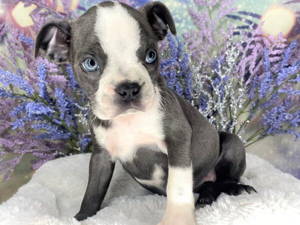 Boston Terrier DOG Female Blue / White 2113 Petland Lancaster, Ohio