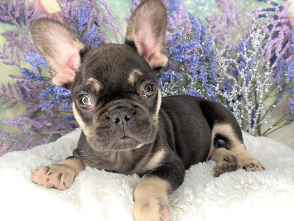 French Bulldog DOG Male Chocolate / Tan 2108 Petland Lancaster, Ohio