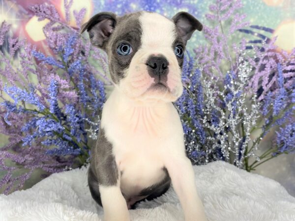 Boston Terrier DOG Male Blue / White 2114 Petland Lancaster, Ohio