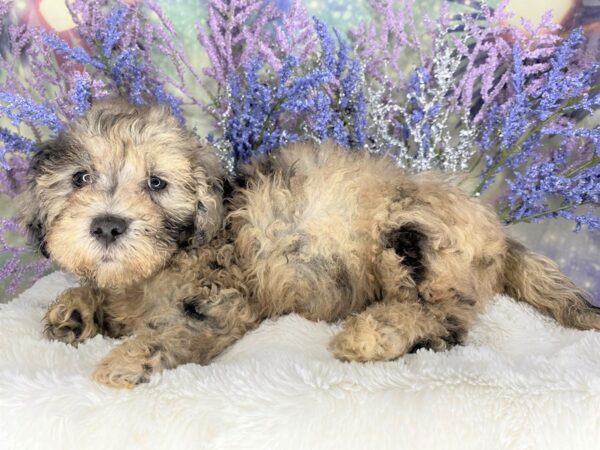 Mini Goldendoodle 2nd Gen-DOG-Female-Blue Merle-2112-Petland Lancaster, Ohio