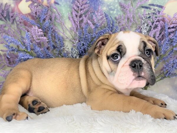 English Bulldog DOG Female Fawn / White 2109 Petland Lancaster, Ohio