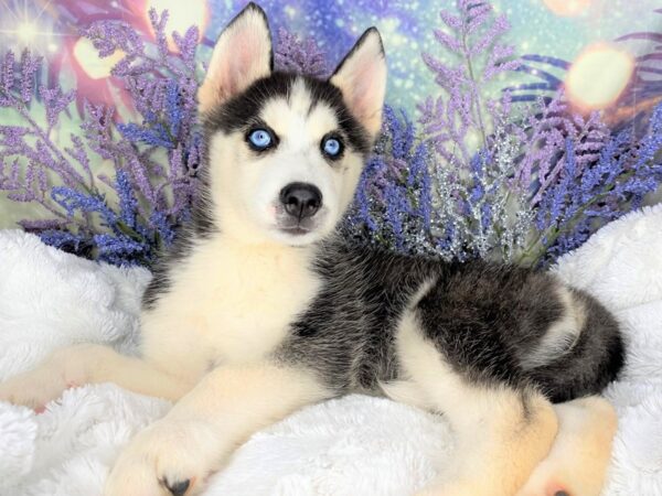 Siberian Husky-DOG-Female-Black / White-2110-Petland Lancaster, Ohio