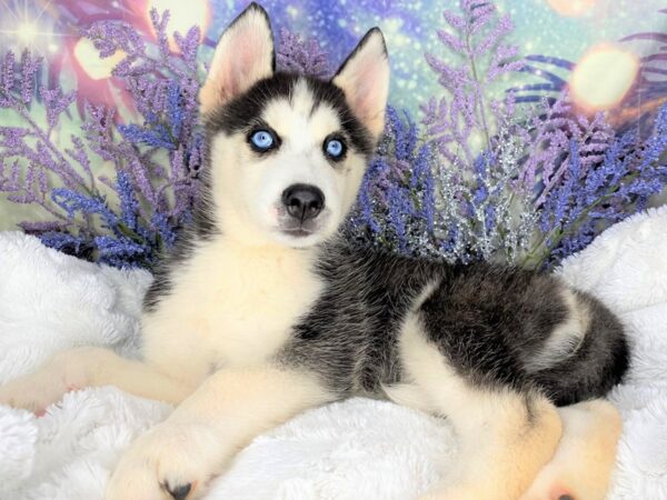 Siberian Husky DOG Female Black / White 2110 Petland Lancaster, Ohio