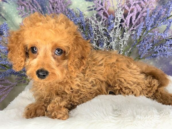 Mini Cavapoo DOG Female Red 2115 Petland Lancaster, Ohio