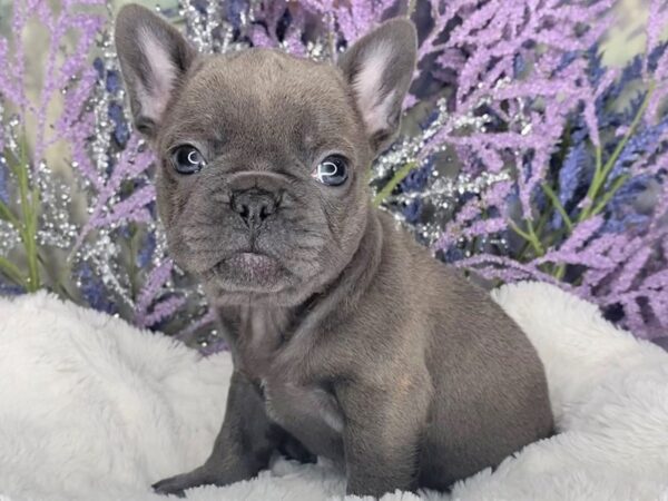 French Bulldog-DOG-Female-Blue-2122-Petland Lancaster, Ohio