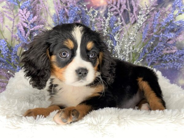 F2 Mini Bernese DOG Female Tri-Colored 2123 Petland Lancaster