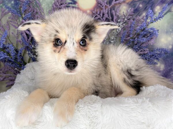 Pomsky DOG Male Blue Merle 2124 Petland Lancaster, Ohio