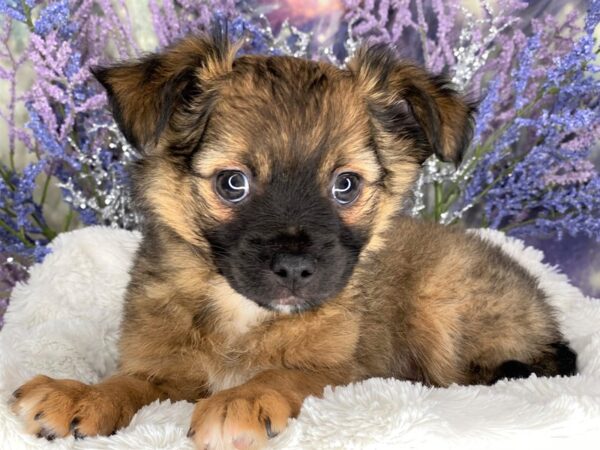 Chihuahua-DOG-Male-Black Sabled Fawn-2120-Petland Lancaster, Ohio