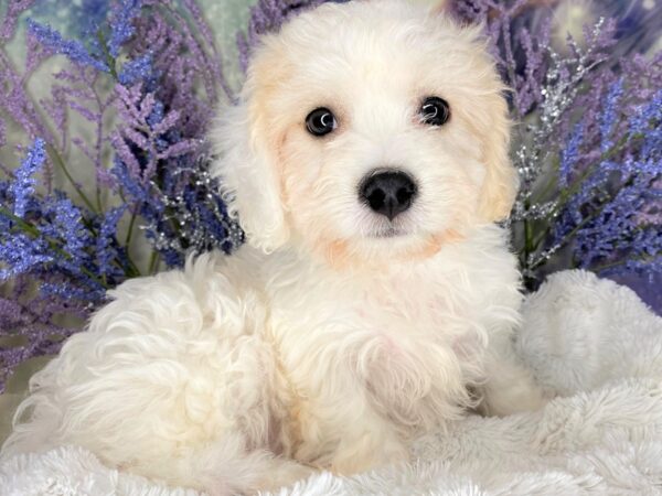 Cavachon-DOG-Female-White-2121-Petland Lancaster, Ohio