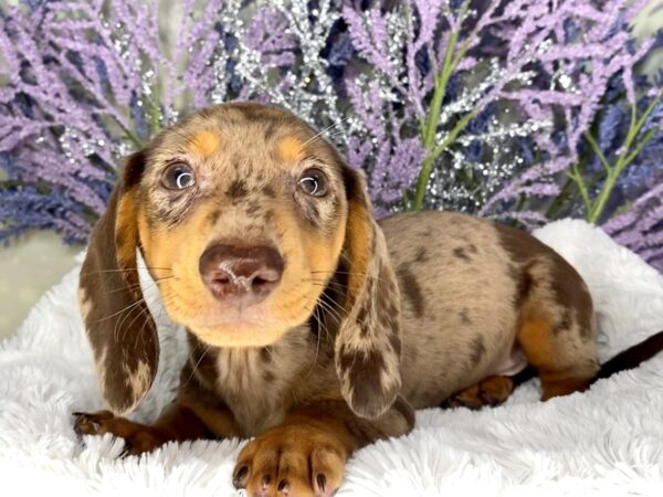 Dachshund DOG Male chocolate dapple 2133 Petland Lancaster, Ohio