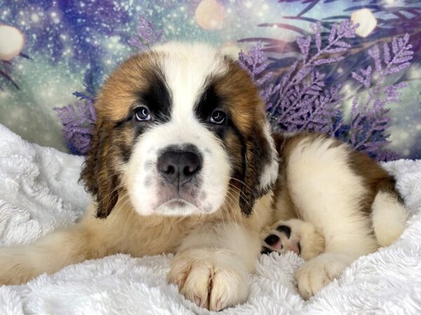 Saint Bernard DOG Male Brown / White 2132 Petland Lancaster, Ohio