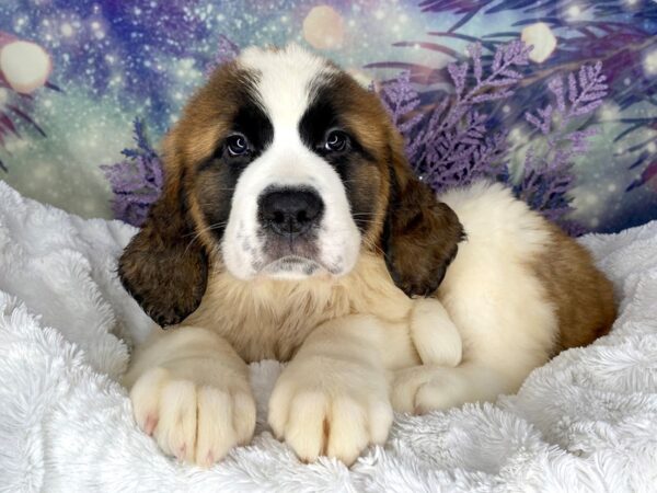 Saint Bernard-DOG-Female-Brown / White-2131-Petland Lancaster
