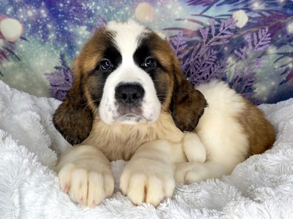 Saint Bernard DOG Female Brown / White 2131 Petland Lancaster, Ohio