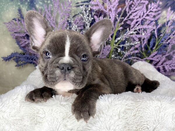 French Bulldog DOG Male Blue Brindle 2130 Petland Lancaster, Ohio