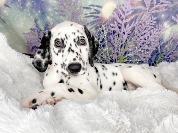 Dalmatian DOG Female 2129 Petland Lancaster, Ohio