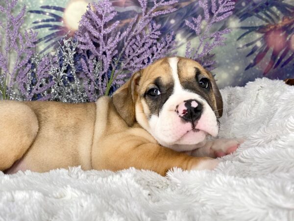 Olde English Bulldog DOG Male Fawn / White 2128 Petland Lancaster, Ohio