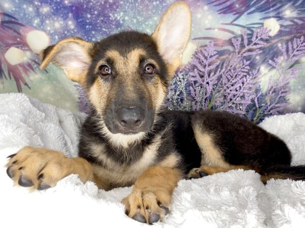 German Shepherd Dog-DOG-Male-Black / Tan-2127-Petland Lancaster, Ohio