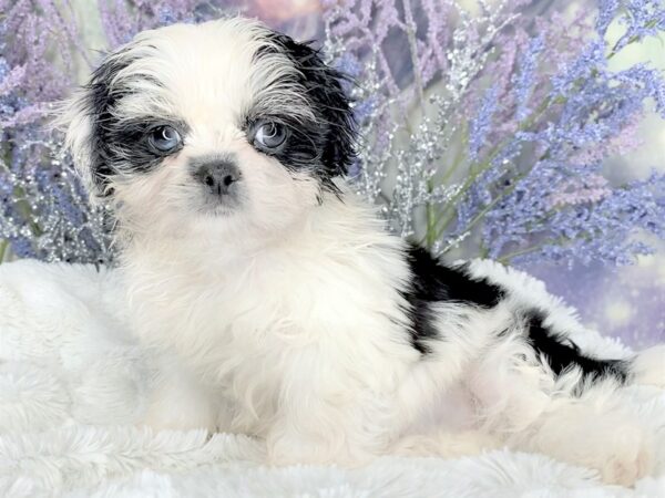 Shih Tzu DOG Female Black / White 2126 Petland Lancaster, Ohio