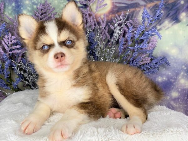 Pomsky DOG Female Chocolate / Tan 2139 Petland Lancaster, Ohio