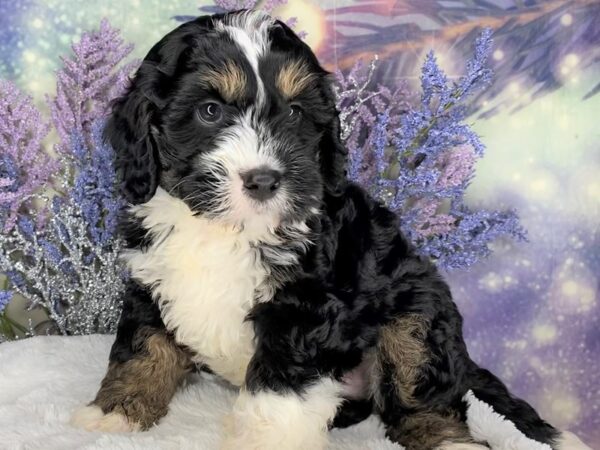 Mini Bernedoodle DOG Male Tri-Colored 2140 Petland Lancaster, Ohio