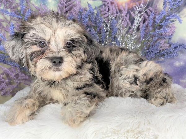 Shihpoo-DOG-Female-Blue Merle-2142-Petland Lancaster, Ohio