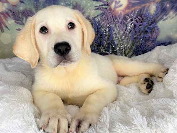 Labrador Retriever DOG Male Yellow 2143 Petland Lancaster, Ohio