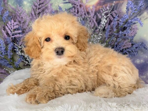 Miniature Poodle-DOG-Female-Cream-2141-Petland Lancaster, Ohio