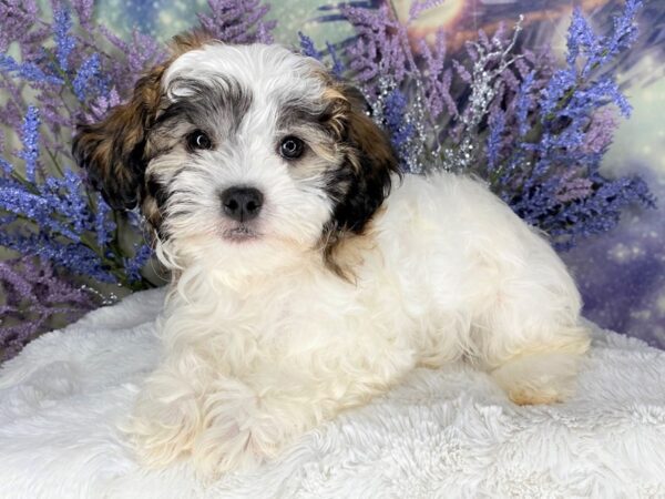 Havanese DOG Male white with brown 2134 Petland Lancaster, Ohio