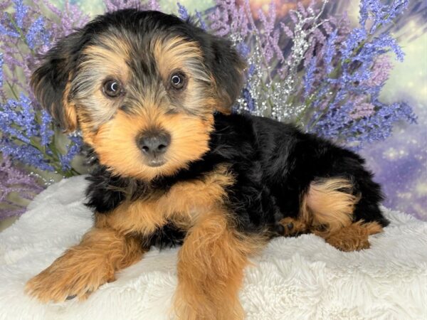 Yorkshire Terrier DOG Male Black and gold 2135 Petland Lancaster, Ohio