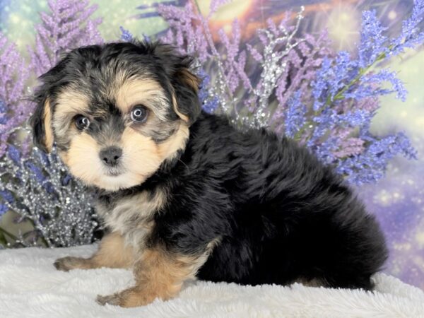 Morkie DOG Female Black and Silver 2137 Petland Lancaster, Ohio