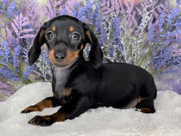 Dachshund-DOG-Female-Black and tan-2145-Petland Lancaster, Ohio