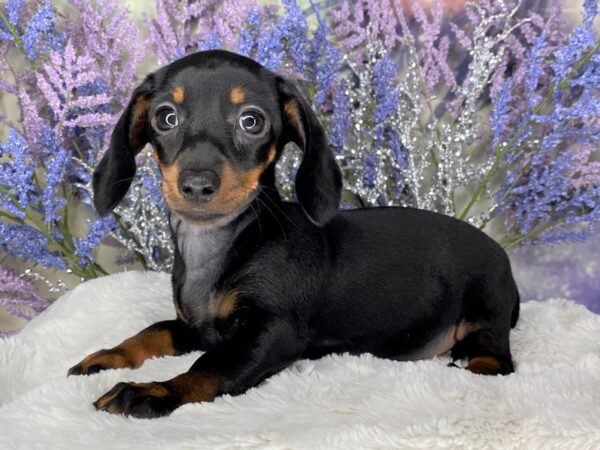 Dachshund DOG Female Black and tan 2145 Petland Lancaster, Ohio