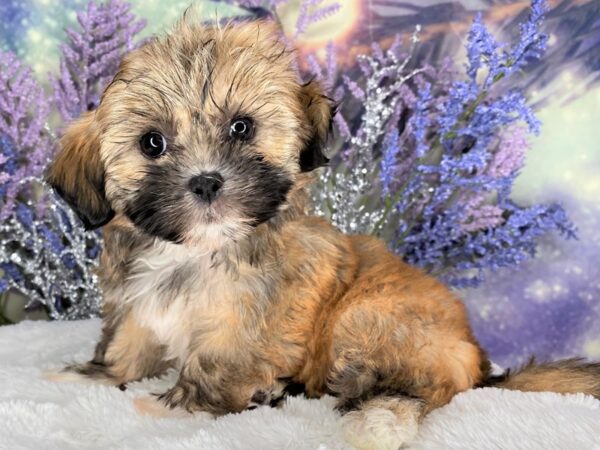 Havanese DOG Female Brown 2136 Petland Lancaster, Ohio