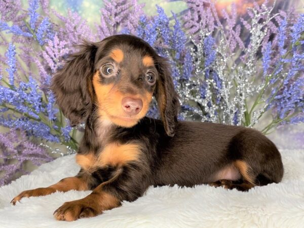 Dachshund DOG Female Chocolate / Tan 2138 Petland Lancaster, Ohio