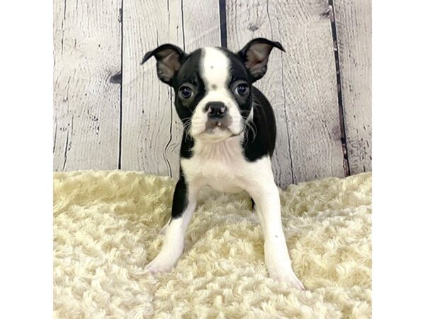 Boston Terrier DOG Female Black / White 2146 Petland Lancaster, Ohio