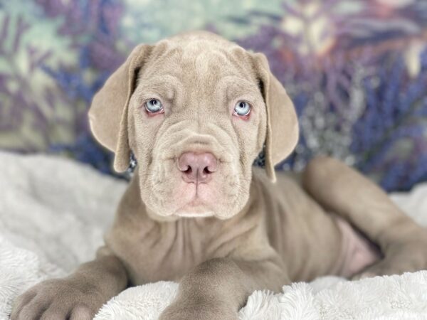 Neapolitan Mastiff DOG Female Tawny 2151 Petland Lancaster, Ohio