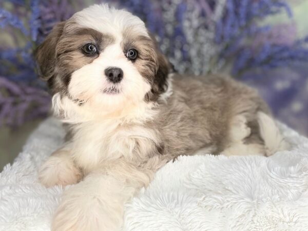 Teddy Bear DOG Female Blue / White 2148 Petland Lancaster, Ohio