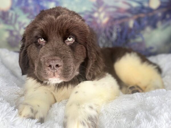 Newfoundland DOG Male 2149 Petland Lancaster, Ohio