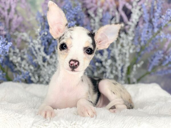 Chihuahua DOG Male Blue Merle 2153 Petland Lancaster, Ohio