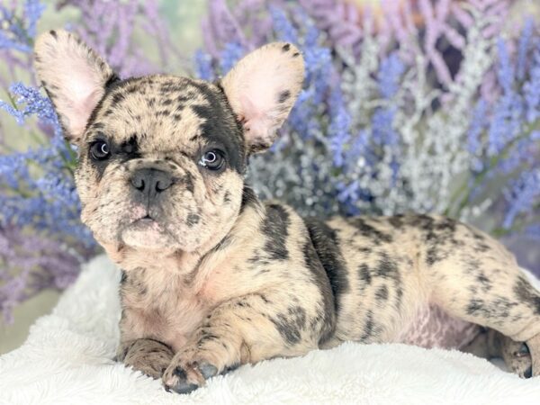 French Bulldog DOG Female Blue Merle 2154 Petland Lancaster
