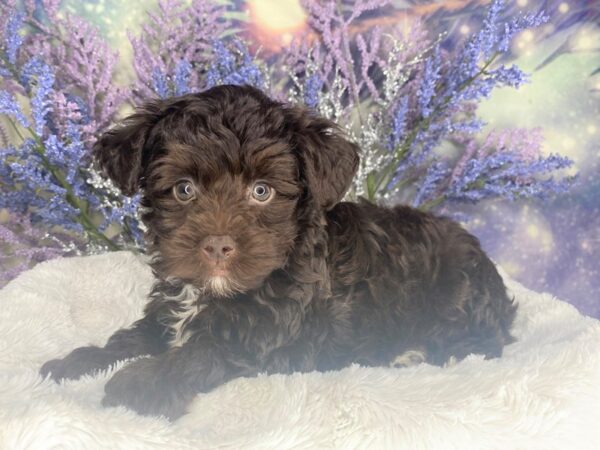 Yorkiepoo DOG Female Chocolate 2155 Petland Lancaster, Ohio