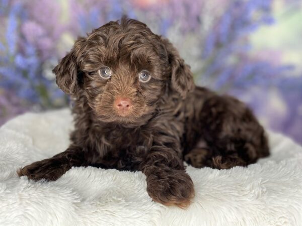 Yorkiepoo DOG Male Chocolate 2156 Petland Lancaster, Ohio