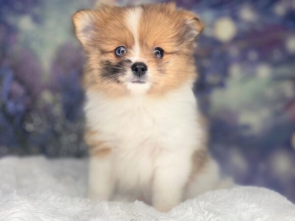 Pomeranian DOG Female Orange 2157 Petland Lancaster, Ohio