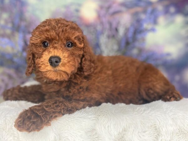 MOYEN POODLE-DOG-Male-Red-2158-Petland Lancaster, Ohio