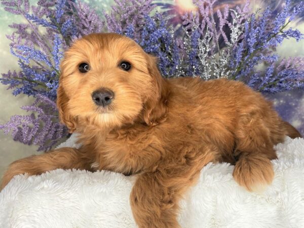 F1B Mini Goldendoodle-DOG-Female-Apricot-2159-Petland Lancaster, Ohio