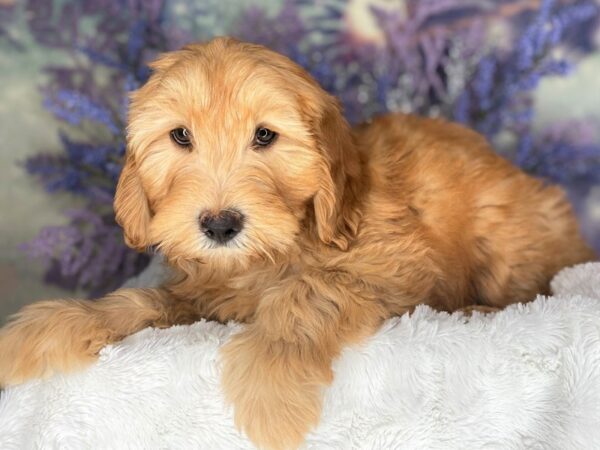 F1B Mini Goldendoodle DOG Male Red 2160 Petland Lancaster, Ohio